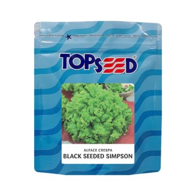 Sementes Alface Black Seeded Simpson 50g