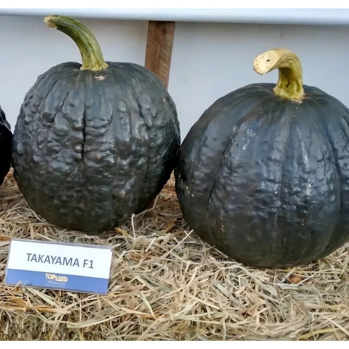 Semente Abóbora Híbrida Tetsukabuto F1 Takayama 1mx Topseed - Imagem 2