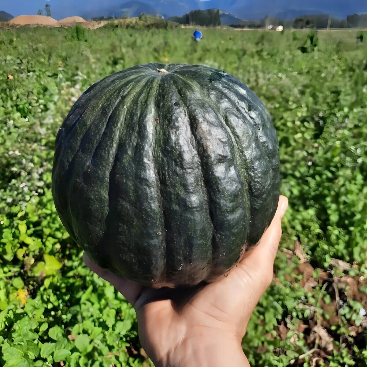 Semente Abóbora Híbrida Tetsukabuto F1 Takayama 1mx Topseed - Imagem 3