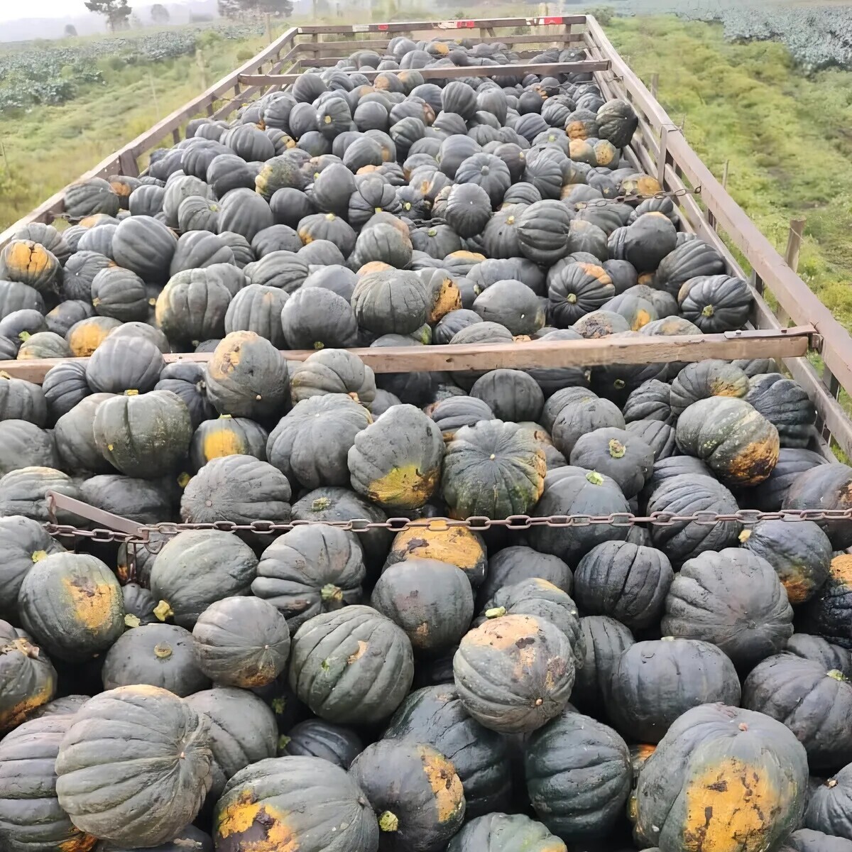 Semente Abóbora Híbrida Tetsukabuto F1 Takayama 1mx Topseed - Imagem 4