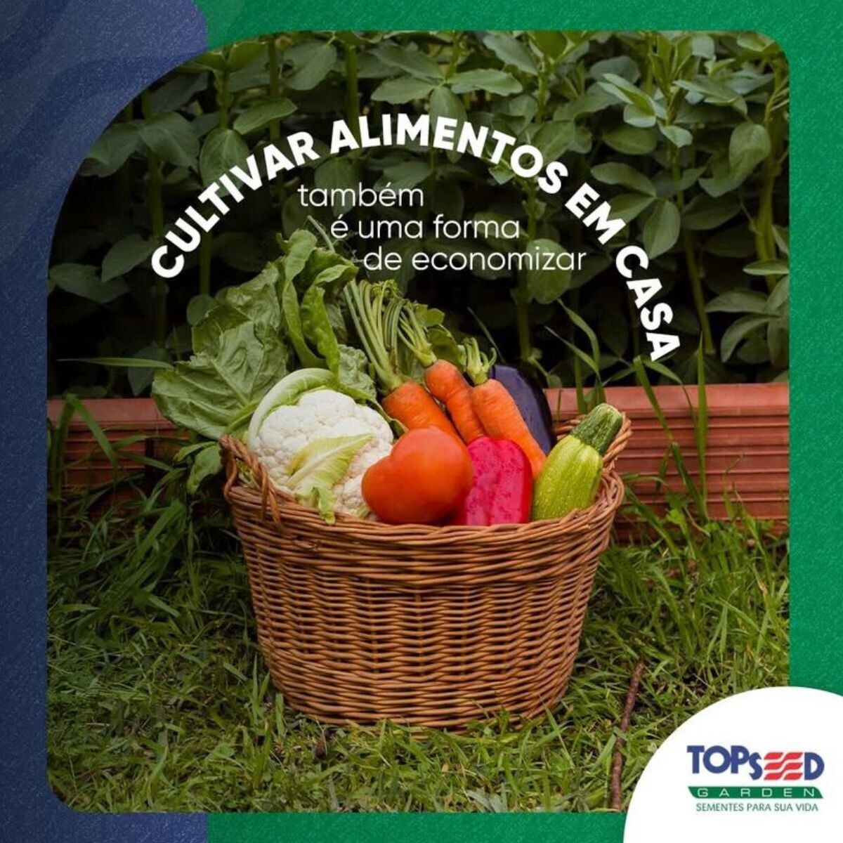 Semente Abóbora Híbrida Tetsukabuto F1 Takayama 1mx Topseed - Imagem 5